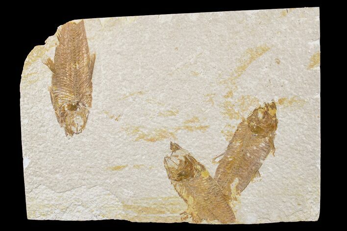 Three Partial Fossil Fish (Knightia) - Wyoming #186465